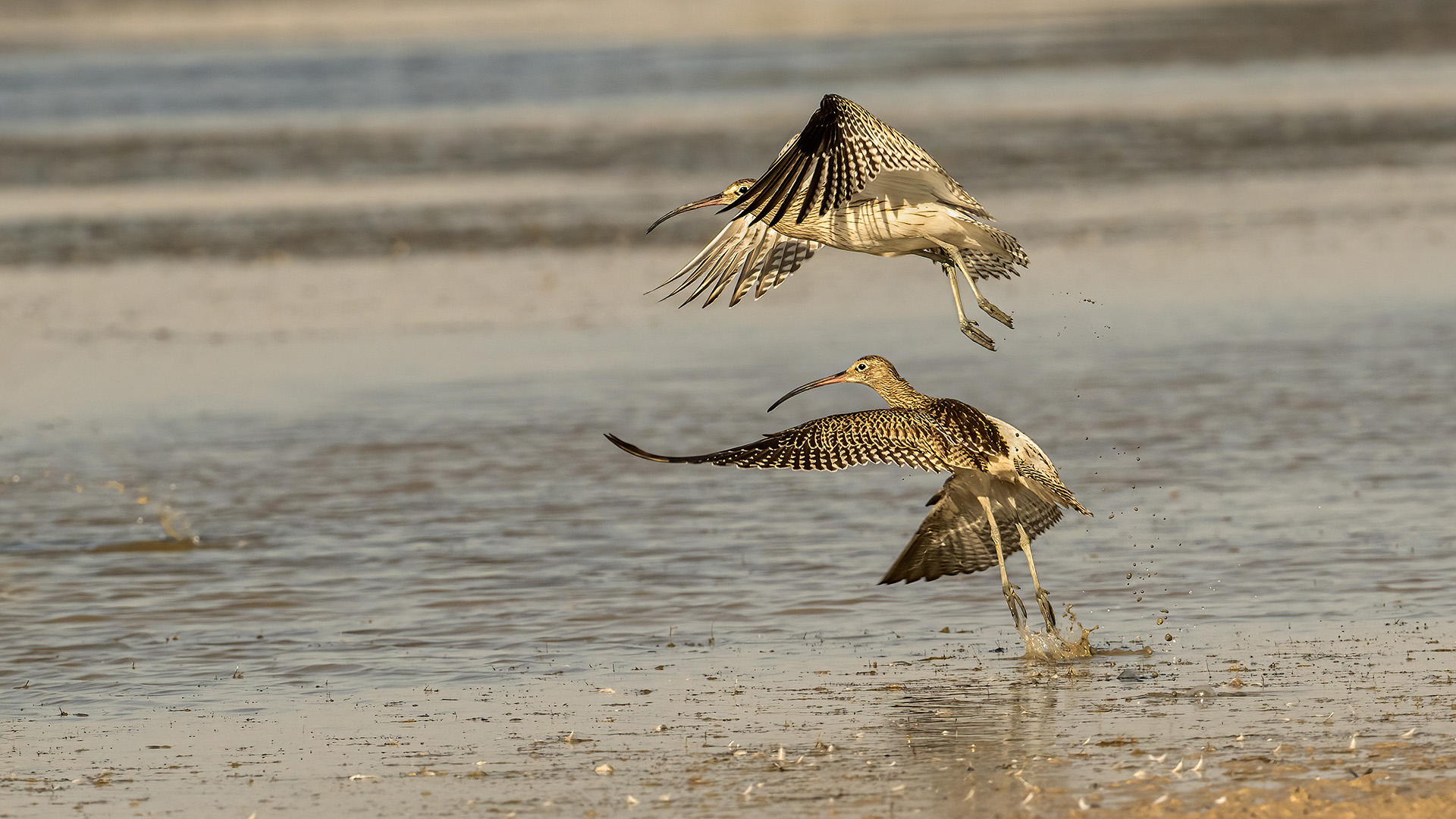 Eurasian Curlew
